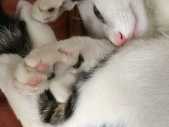 -猫咪博物馆(顶澳仔猫街店)