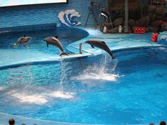 -海合安成都极地海洋公园