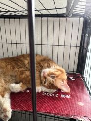 -唐朝造型·甄选