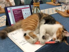 -玫瑰咖啡(中山六路店)