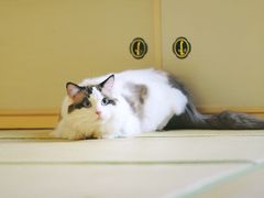 -Pets First伊珊娜洗护·精致美容·家庭式寄养(新会路店)
