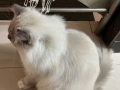 -瑞派动物医院·绝育·犬猫全科·预防医学(光景江南中店)