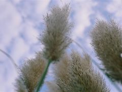 -吴淞炮台湾湿地森林公园烧烤区