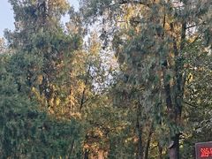 -南岳衡山风景名胜区-南岳大庙