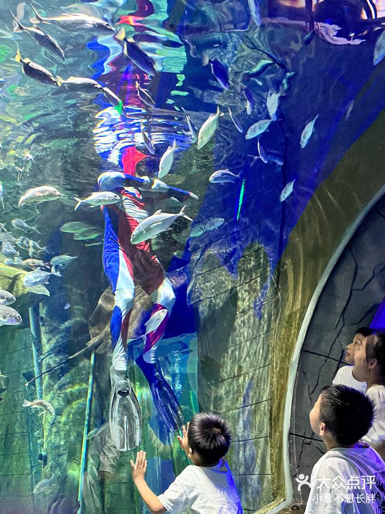 金华海洋公园|坠入蓝色的海洋98