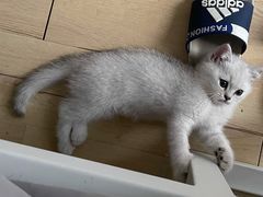 -创凡宠物医院·骨专科  猫科中心(西乡分院)