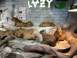 -Zoolung Zoolung动物主题公园(海信广场店)