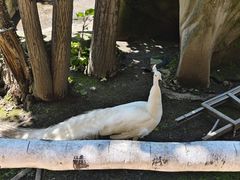 -哈尔滨北方森林动物园