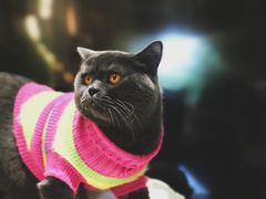 -猫和宫(六道口店)