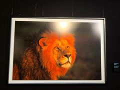 -罗红摄影艺术馆