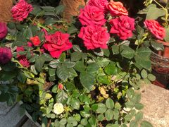 -园林美食城·本土农家菜(杨和镇店)