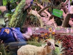 -正佳雨林生态植物园