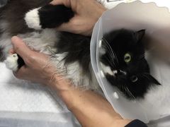 -纳吉亚猫专科动物诊疗中心(蒋宅口分院)