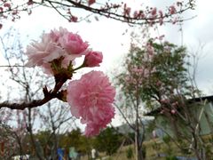 -天适樱花悠乐园