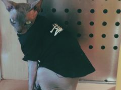 -瞄一喵猫咖(格力海岸店)