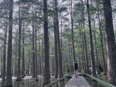 -渌洋湖湿地公园