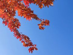 -流浪者复古西餐鸡尾酒吧(沈阳店)