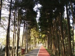 -上海长兴岛郊野公园