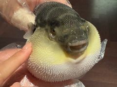 -肆月河豚·淮扬菜·湘菜(华天店)