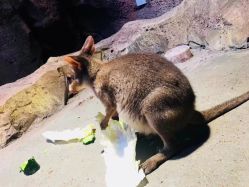 -酷嗒动物文化乐园(cutezoo西溪乐天城店)