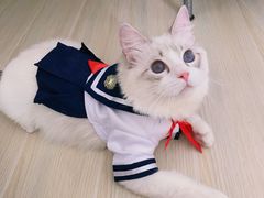 -Bastet sally猫舍购宠(静安店)