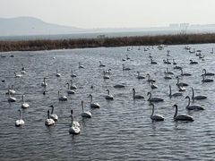 -烟墩角天鹅湖