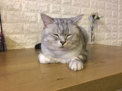 -平行世界·猫咖(首经贸店)