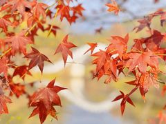 -田野绿世界