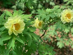 -西湖外事游船(花港观鱼码头)