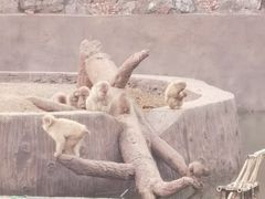 -合肥野生动物园