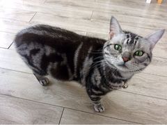 upload_pic-海边的猫和咖啡馆