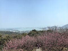 -香雪海