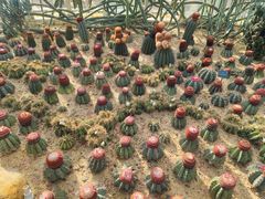 -深圳仙湖植物园