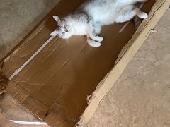 -爱诺耐芙动物医院(万博店)