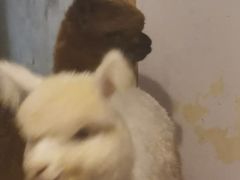 -猫色咖啡·猫咖