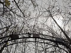 -合肥滨湖国家森林公园