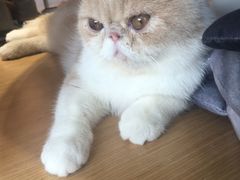 -飞行喵MR PILOT|猫舍·猫咖(静安大融城店)
