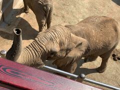 -西霞口神雕山野生动物世界
