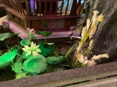 -韵秋荷(宝山龙湖天街店)