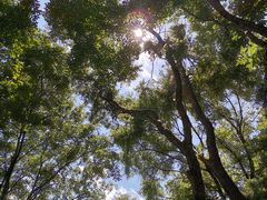 -吉林市朱雀山国家森林公园