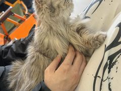 -平行世界·猫咖(首经贸店)