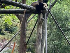 -都江堰中华大熊猫苑