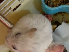 -雨林宠物医院 非犬猫异宠专科