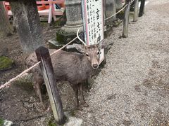 -奈良公园