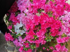 -南通洲际绿博园