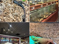 -帕帕拉兹宠物(亚洲旗舰店)