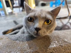 -小板凳(四公里店)