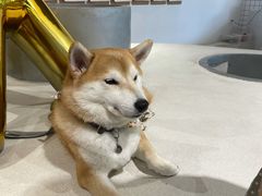-柴务处·柴犬主题狗咖