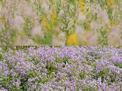 -杭州湾海上花田景区