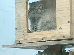 -青藏高原野生动物园